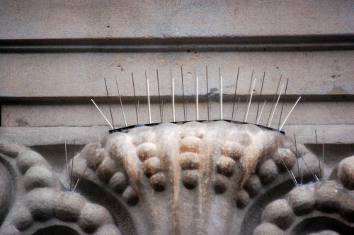 Bird proofing Spikes