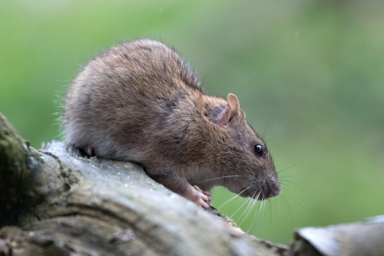 3 Different Types of Rats Living In Singapore